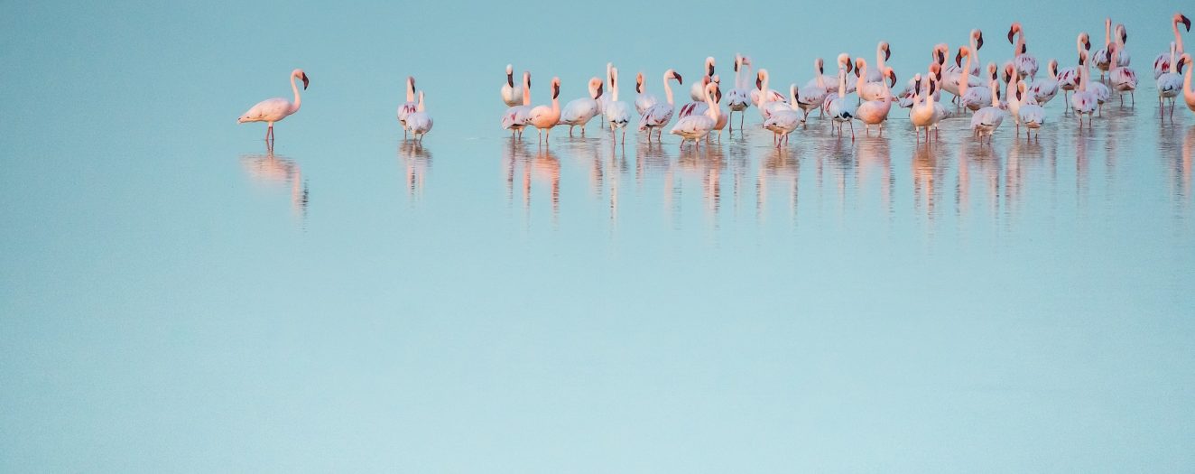 eelco-bohtlingk-zrLzLVLZquY-unsplash eelco-bohtlingk-zrLzLVLZquY-unsplash
